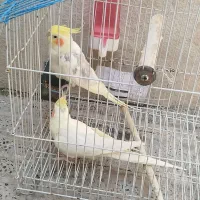 عروس هلندی