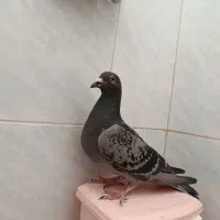 پلاکی
