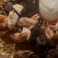 جوجه محلی|حیوانات مزرعه|رشت, آزادگان|دیوار