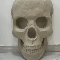 اسکلت جمجمه ۱ متری مناسب کافه بار