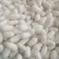 پیله ابریشم