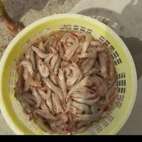 میگوسرتیز .سره