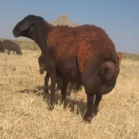 قوچ همو