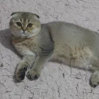 اسکاتیش نر دبل فولد