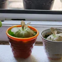 گیاه حشره خوار پینگویکولا ( برگ چسبی )