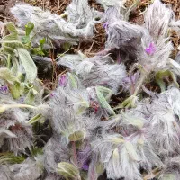 چای کوهی اصل هر بسته ای 100هزار