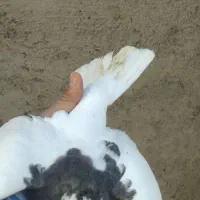 جفت طوقی|پرنده|نیشابور, شهرک فرهنگیان|دیوار