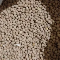 نخود سفیدیکدست چهار گونی کیلویی 150