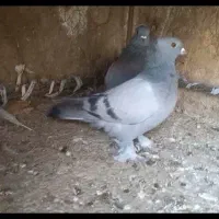 کبوتر