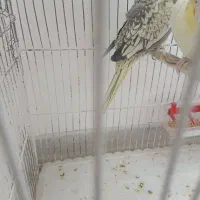 یک جفت عروس هلندی