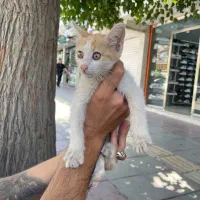 واگذاری بچه گربه