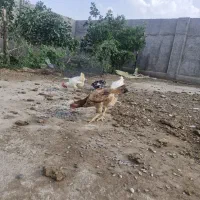 مرغ لاری و شاخدار