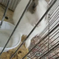 خرگوش