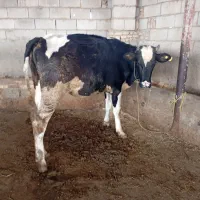 گاو آبستن سنگین
