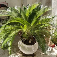 سیکاس 25 ساله دوقلو