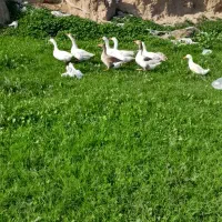 غاز