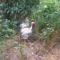 خروس گردن لخت فر،برهما