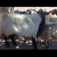 گوسفندان
