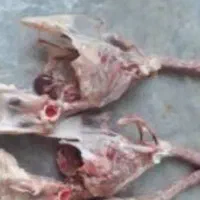 اسکلت مرغ