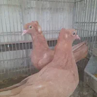 رواعب راعبی اصیل دوکاکله زینتی