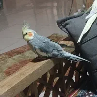 طوطی عروس هلندی بالغ نر