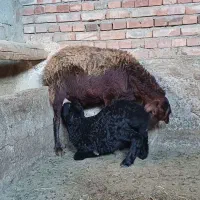 گوسفند جوان با بره ماده