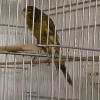 قناری رسمی بلند شاخص نروماد راسته جفت