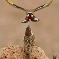 سهره قیره|پرنده|سنندج, |دیوار