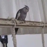 عروس هلندی گمشده