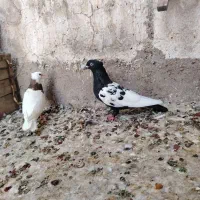 سینه سیا ماده