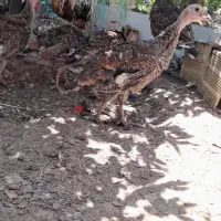 بوقلمون
