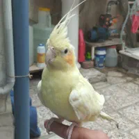 عروس هلندی جفت نر و ماده