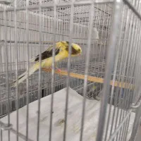 جوجه رسمی بلند شاخص