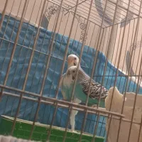 مرغ عشق مولد