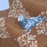 کبوتر سار سرور دورگ کاکلی عطیقه