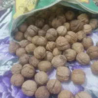 گردو  بشرط میدم  بشکن ببین ببر