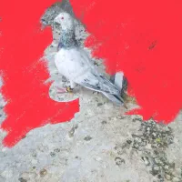 کفتر سار