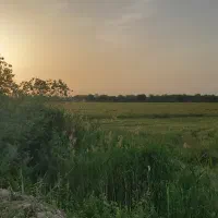 زمین کشاورزی