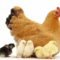 مرغ و غاز و اردک