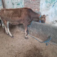 تلیسه ابستن