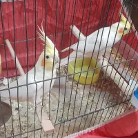 باسلام یک جفت عروس لوتینو