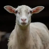 شیر گوسفند پر چرب بدون بو چرخ نشده نژاد اصلاح شده