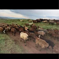 فروش گوسفند قیمت مناسب (بره نر و ماده جوان)