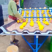 خدمات ابدرمانی و نایلون پیچ همراه با کادری عالی