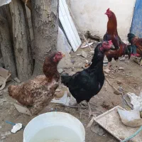 مرغ خروس لاری اصیل