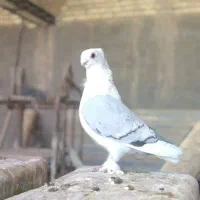 کفتر نقش وپرشی