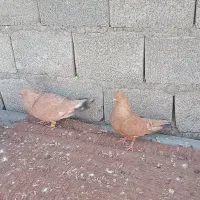 یه جفت  کبوتر پرتقالی