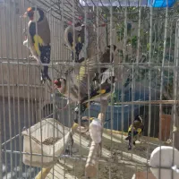 انواع پرنده سهره|پرنده|خمینیشهر, |دیوار