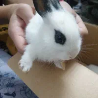 خرگوش