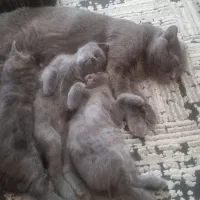فروش بچه گربه ۲ماهه اسکاتیش بلو(دودی) فولدو آنفولد
